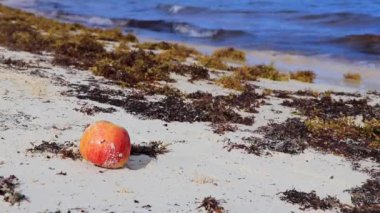 Apple fruit full of sand on beach in Playa del Carmen Quintana Roo Mexico.