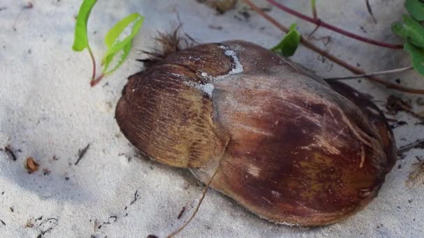 Old Fallen Coconut Lies Beach Rots Away Playa Del Carmen — Vídeo de Stock