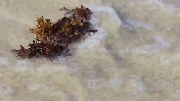 Sargazo Algues Rouges Jaunes Brunes Nageant Dans Eau Plage Tropicale — Video