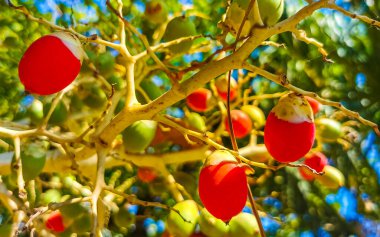 Tropical natural mexican palms palm tree trees with red green palm dates nuts seeds betel nuts and blue sky background in Zicatela Puerto Escondido Oaxaca Mexico.