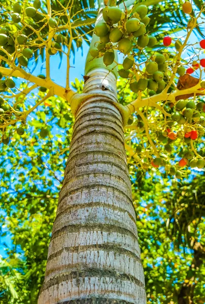 熱帯自然メキシコのヤシの木と赤緑のヤシの木日付ナッツの種ビンロウの実とZicatela Puerto Escondido Oaxacaメキシコの青い空の背景 — ストック写真