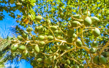 Tropical natural mexican palms palm tree trees with red green palm dates nuts seeds betel nuts and blue sky background in Zicatela Puerto Escondido Oaxaca Mexico.