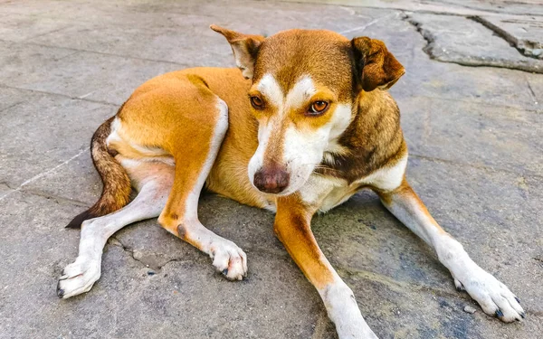 Sokak köpeği Zicatela Puerto Escondido Oaxaca 'da uyuyor ve dinleniyor..