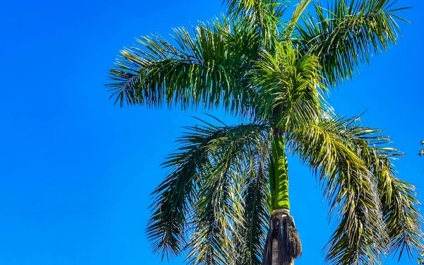 Tropische Natuurlijke Mexicaanse Palmboom Met Kokosnoten Blauwe Lucht Achtergrond Zicatela — Stockfoto