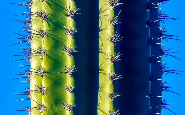 Tropikalny Meksykański Kaktusy Kaktusy Dżungla Rośliny Drzewa Naturalny Widok Las — Zdjęcie stockowe