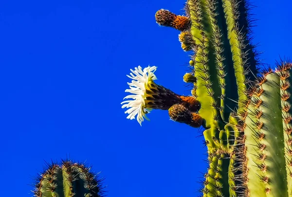 Cactos Mexicanos Tropicais Cactos Com Flores Flores Brancas Flores Flores — Fotografia de Stock