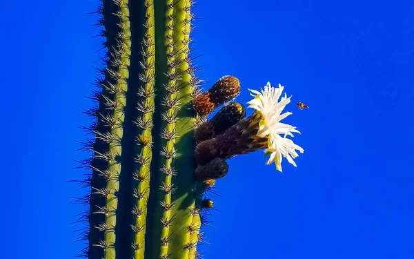 Tropische Mexikanische Kakteen Kaktus Mit Weißen Blüten Blüten Dschungel Pflanzen — Stockfoto