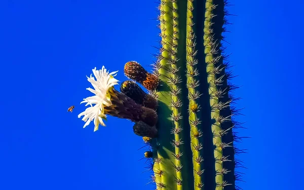 Tropical Mexican Cacti Cactus White Flower Flowers Blossom Blossoms Jungle — Stock Photo, Image