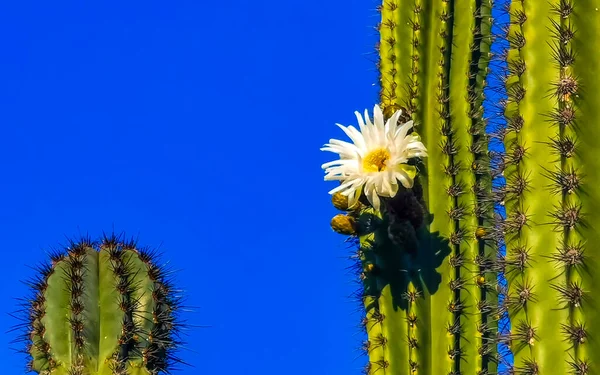 Cactos Mexicanos Tropicais Cactos Com Flores Flores Brancas Flores Flores — Fotografia de Stock