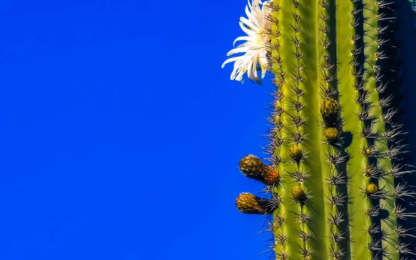 Tropische Mexikanische Kakteen Kaktus Mit Weißen Blüten Blüten Dschungel Pflanzen — Stockfoto