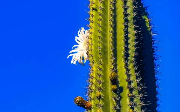 Tropical mexican cacti cactus with white flower flowers blossom blossoms jungle plants trees and natural forest panorama view in Zicatela Puerto Escondido Oaxaca Mexico.
