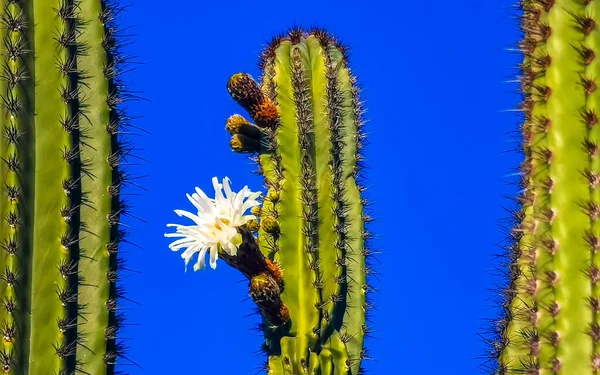 Tropical mexican cacti cactus with white flower flowers blossom blossoms jungle plants trees and natural forest panorama view in Zicatela Puerto Escondido Oaxaca Mexico.