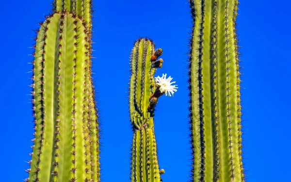 Tropiska Mexikanska Kaktusar Med Vita Blommor Blommor Blommor Blommor Djungel — Stockfoto