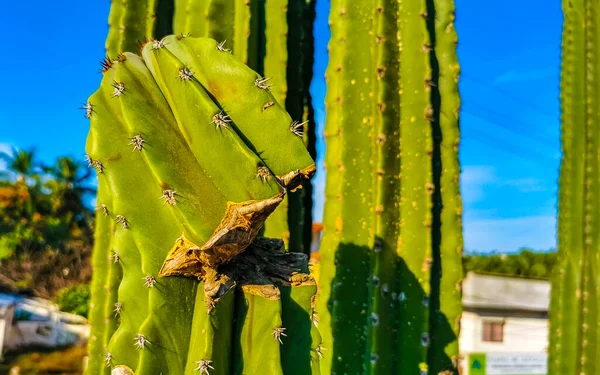 Tropikalny Meksykański Kaktusy Kaktusy Dżungla Rośliny Drzewa Naturalny Widok Las — Zdjęcie stockowe