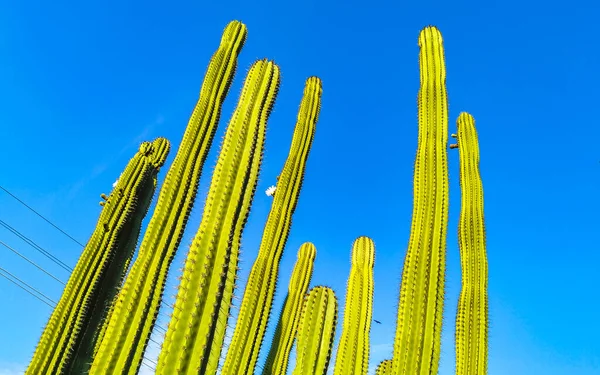 Tropiska Mexikanska Kaktusar Djungel Växter Träd Och Naturlig Skog Panorama — Stockfoto
