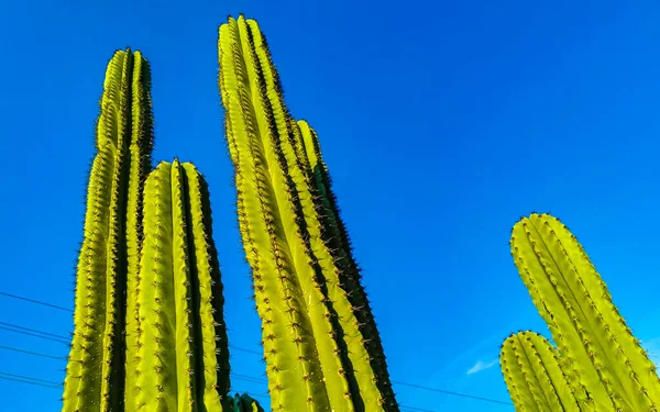 Tropiska Mexikanska Kaktusar Djungel Växter Träd Och Naturlig Skog Panorama — Stockfoto