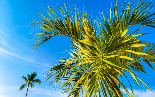 Тропические Натуральные Мексиканские Пальмы Кокосами Голубым Небом Фоне Сикателе Пуэрто — стоковое фото