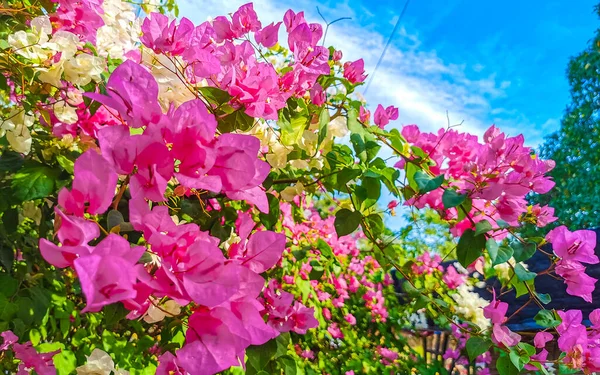 Belas Flores Flores Brancas Rosa Bougainvillea Fundo Zicatela Puerto Escondido — Fotografia de Stock