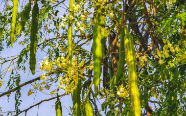 Moringa ağacı tohumları ve Zicatela Puerto Escondido Oaxaca Meksika 'da mavi gökyüzü arka planına sahip yeşil ağaç tepesi..