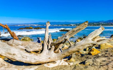 Zicatela Puerto Escondido Oaxaca Meksika 'da ağaç gövdesi dalına sahip güzel Pasifik Okyanusu kıyıları ve plajı..