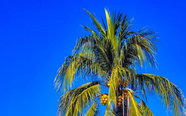 Тропічна Натуральна Мексиканська Пальма Кокосовим Горіхом Синім Небом Пуерто Ескондідо — стокове фото