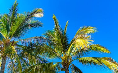 Zicatela Puerto Escondido Oaxaca Meksika 'da Hindistan cevizi ve mavi gökyüzü arka planlı tropik doğal Meksika palmiyesi..