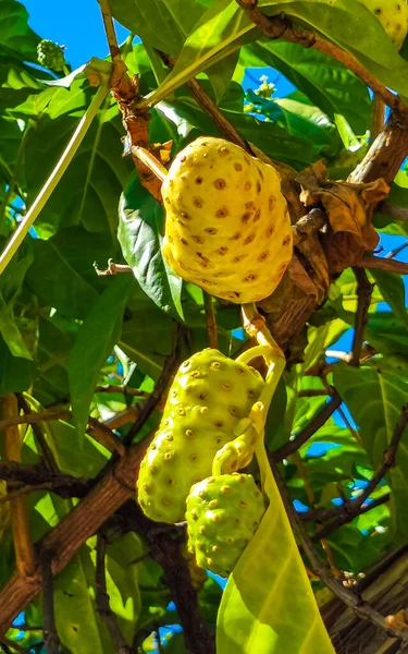 Noni Frutta Morinda Citrifolia Con Fiori Popolari Con Formiche Zicatela — Foto Stock