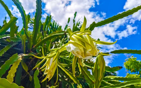 Fleur Plante Fruit Dragon Pitaya Pitahaya Playa Del Carmen Quintana — Photo