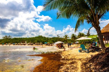 The beautiful Caribbean beach totally filthy and dirty the nasty seaweed sargazo problem in Playa del Carmen Quintana Roo Mexico.