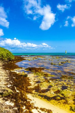 Turquoise green blue water with stones rocks corals at beach in Playa del Carmen Quintana Roo Mexico.