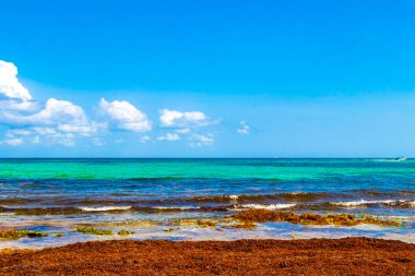 Turquoise green blue water with stones rocks corals at beach in Playa del Carmen Quintana Roo Mexico.