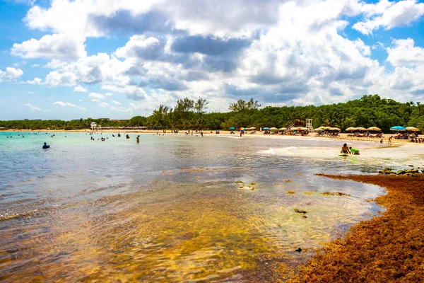 Beautiful Caribbean Beach Totally Filthy Dirty Nasty Seaweed Sargazo Problem — Foto Stock
