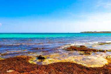 Turquoise green blue water with stones rocks corals at beach in Playa del Carmen Quintana Roo Mexico.