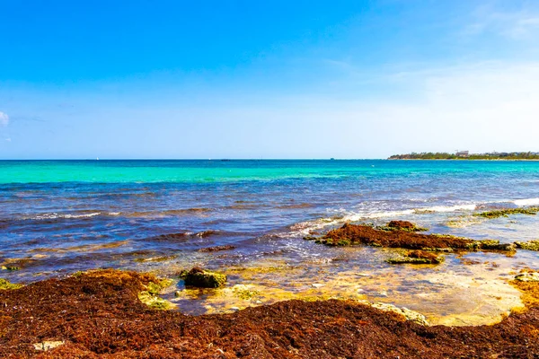 Turquoise Green Blue Water Stones Rocks Corals Beach Playa Del — Fotografia de Stock