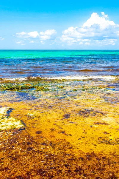 墨西哥卡门 金塔纳罗奥州海滩绿松石珊瑚碧绿海水 — 图库照片