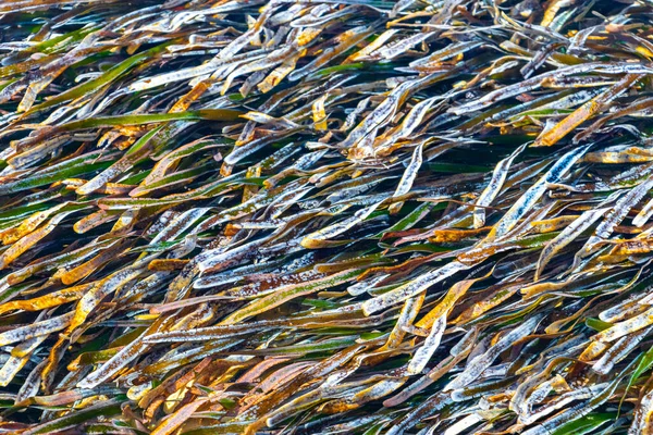 stock image Beautiful sea grass underwater in the Caribbean Sea in Playa del Carmen Quintana Roo Mexico.