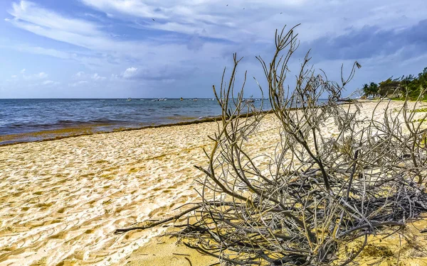 熱帯メキシコのカリブ海のビーチは プラヤデルカルメンキンタナ メキシコで曇った青空とジャングルの森の自然でヤシの木とモミの木を植えます — ストック写真