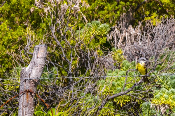 멕시코의 플라야델 카르멘 킨타나 카리브해밀림의 철조망 키스카데 — 스톡 사진