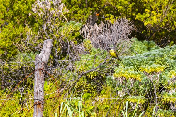 Grote Kiskadee Zittend Prikkeldraad Hek Bij Tropische Caribische Jungle Natuur — Stockfoto