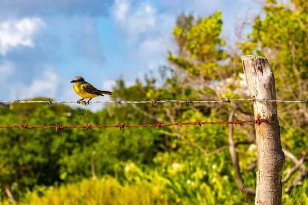 Great kiskadee sitting on barbed wire fence at tropical Caribbean jungle nature in Playa del Carmen Quintana Roo Mexico.