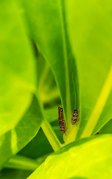 Schöne Kleine Bunte Zikaden Auf Grünen Blättern Einer Pflanze Playa — Stockfoto