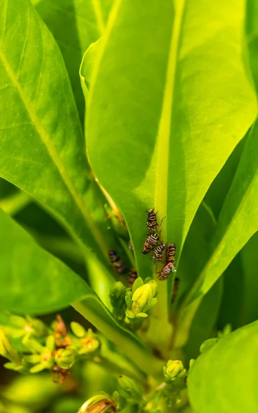 Beautiful Small Colorful Cicadas Green Leaves Plant Playa Del Carmen — Stock Photo, Image