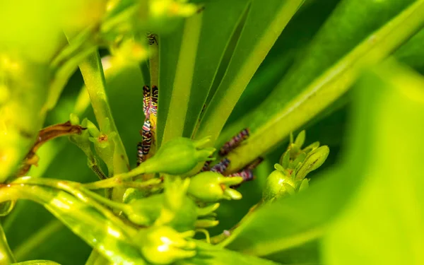 Schöne Kleine Bunte Zikaden Auf Grünen Blättern Einer Pflanze Playa — Stockfoto