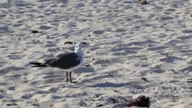 Martı martıları, beyaz kumsalda, yosun Sargazo Playa del Carmen Quintana Roo arasında yürüyen deniz kuşları..
