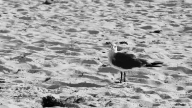 Martı martıları, beyaz kumsalda, yosun Sargazo Playa del Carmen Quintana Roo arasında yürüyen deniz kuşları..