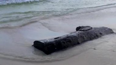 Beautiful Caribbean beach with washed up tree trunk wood branch in Playa del Carmen Quintana Roo Mexico.