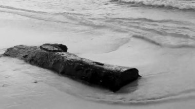 Beautiful Caribbean beach with washed up tree trunk wood branch in Playa del Carmen Quintana Roo Mexico.