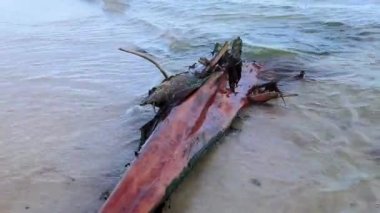 Beautiful Caribbean beach with washed up tree trunk wood branch in Playa del Carmen Quintana Roo Mexico.
