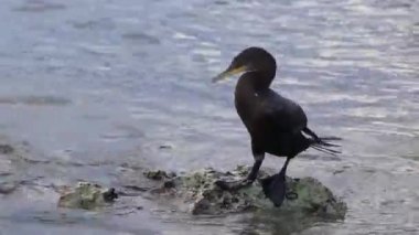 Neotropis Uzun Kuyruklu Karabataklar Playa del Carmen Quintana Roo Meksika 'daki tropik plajda suda kaya kaya kaya üzerinde oturuyorlar..