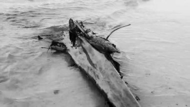 Beautiful Caribbean beach with washed up tree trunk wood branch in Playa del Carmen Quintana Roo Mexico.